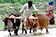 Organic Farming System